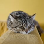 The Art of Cat Napping: Understanding Their Strategic Sleep Patterns