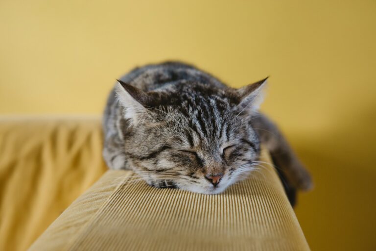 The Art of Cat Napping: Understanding Their Strategic Sleep Patterns