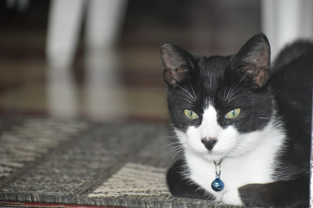 8. Rugs and Small Mats: The Bunny-Kicking Battleground