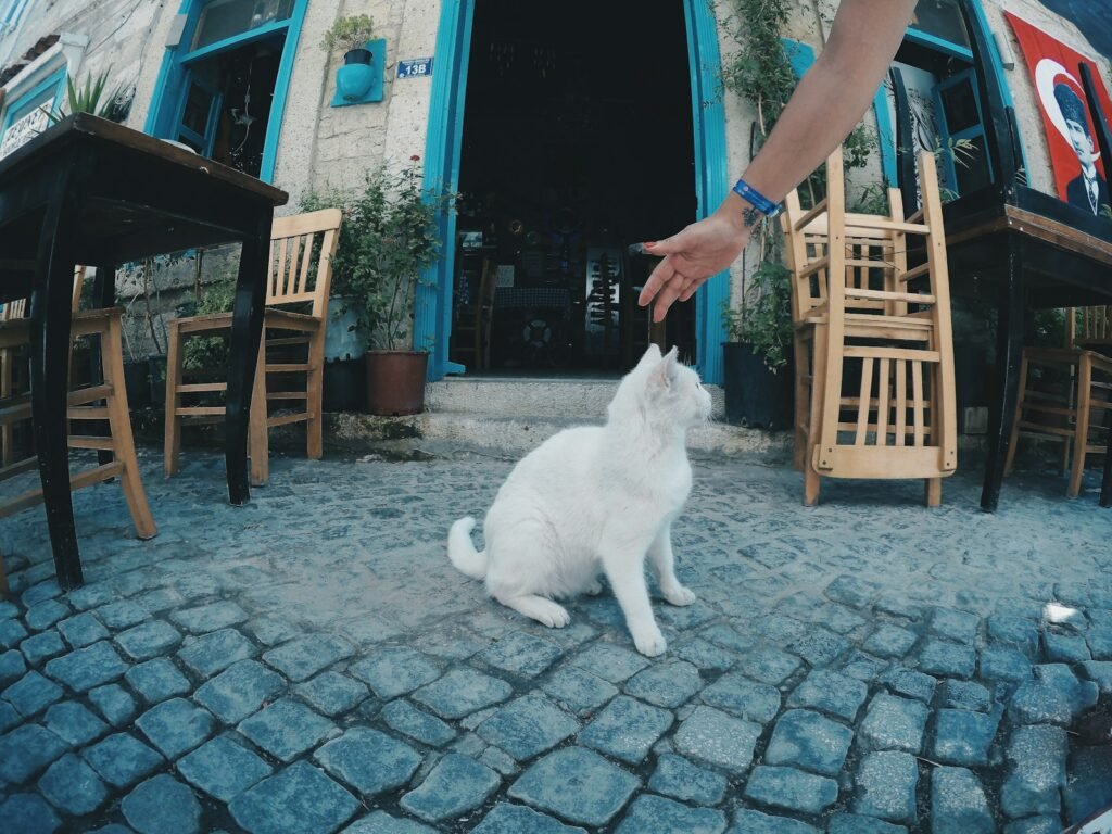 Stop Patting: You Are Not Greeting a Dog 