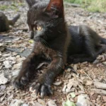 Kitten Finally Finds a Forever Home - Then Two Months Later, the Family Calls Back