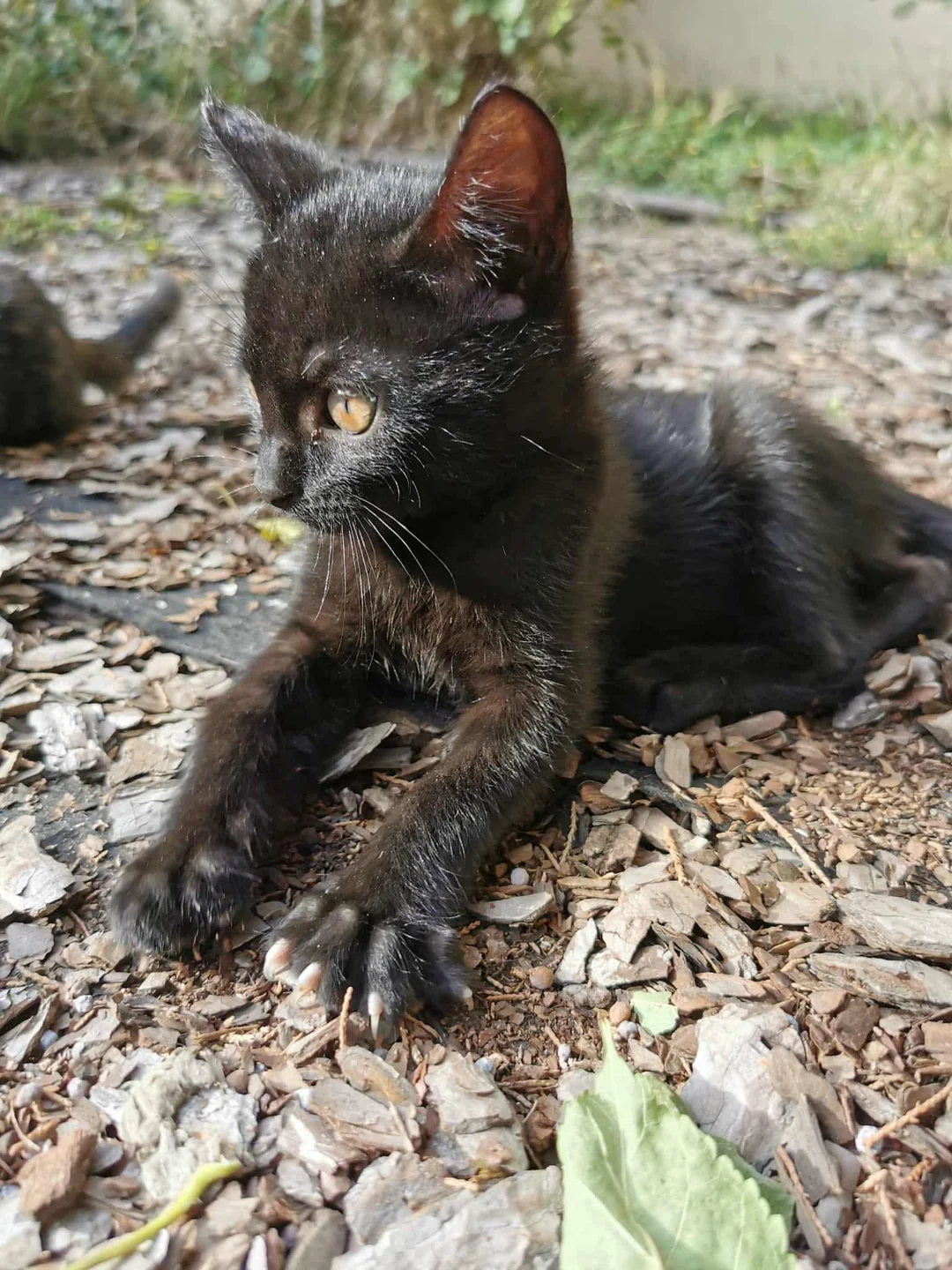 Kitten Finally Finds a Forever Home - Then Two Months Later, the Family Calls Back