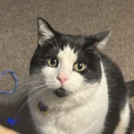 Dog Lover Welcomes Stray Cat into Home, Shatters Long-Held Feline Stereotypes