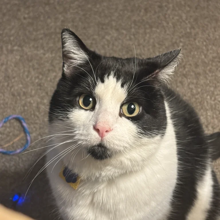 Dog Lover Welcomes Stray Cat into Home, Shatters Long-Held Feline Stereotypes
