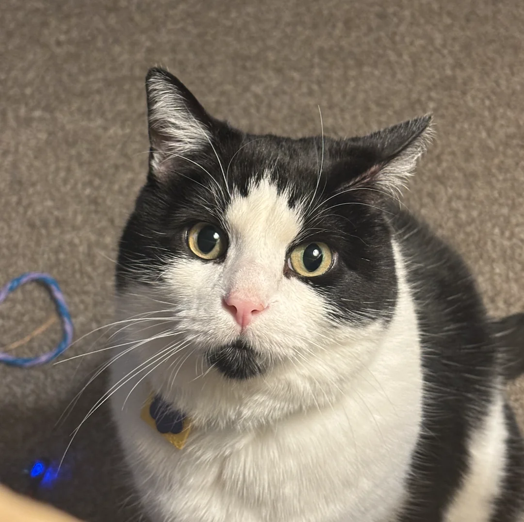 Dog Lover Welcomes Stray Cat into Home, Shatters Long-Held Feline Stereotypes