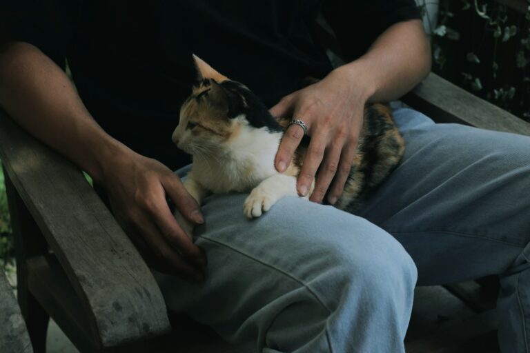6 Signs Your Cat Considers You a Safe Haven and Trustworthy Protector