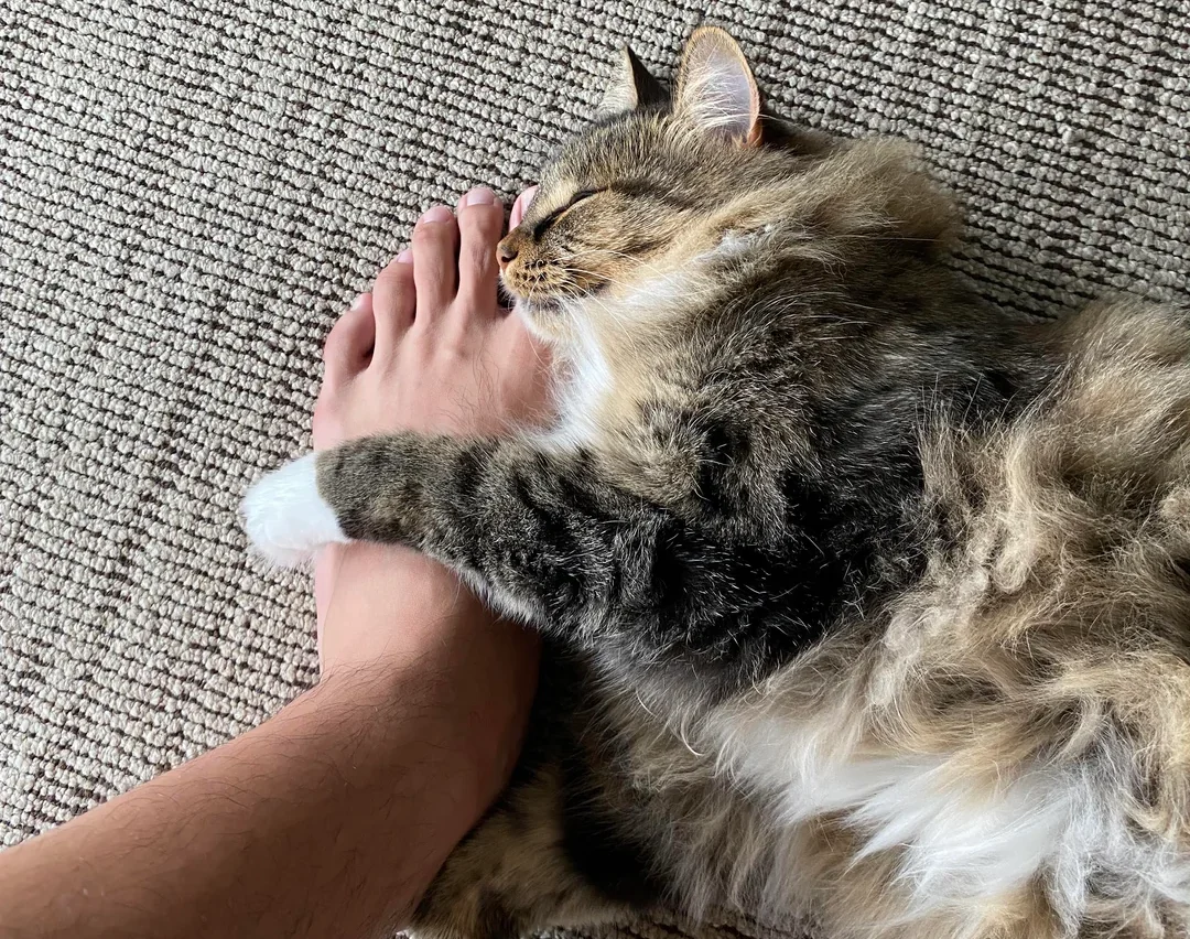 Why Does Your Cat Sit Directly on Your Feet (The Territorial Habit You Never Noticed)