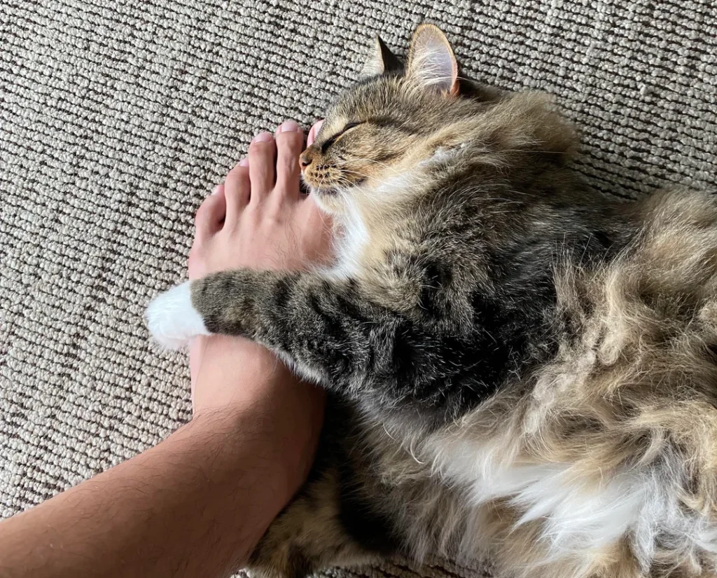 Scent Marking: The Silent Signature Your Cat Leaves on You