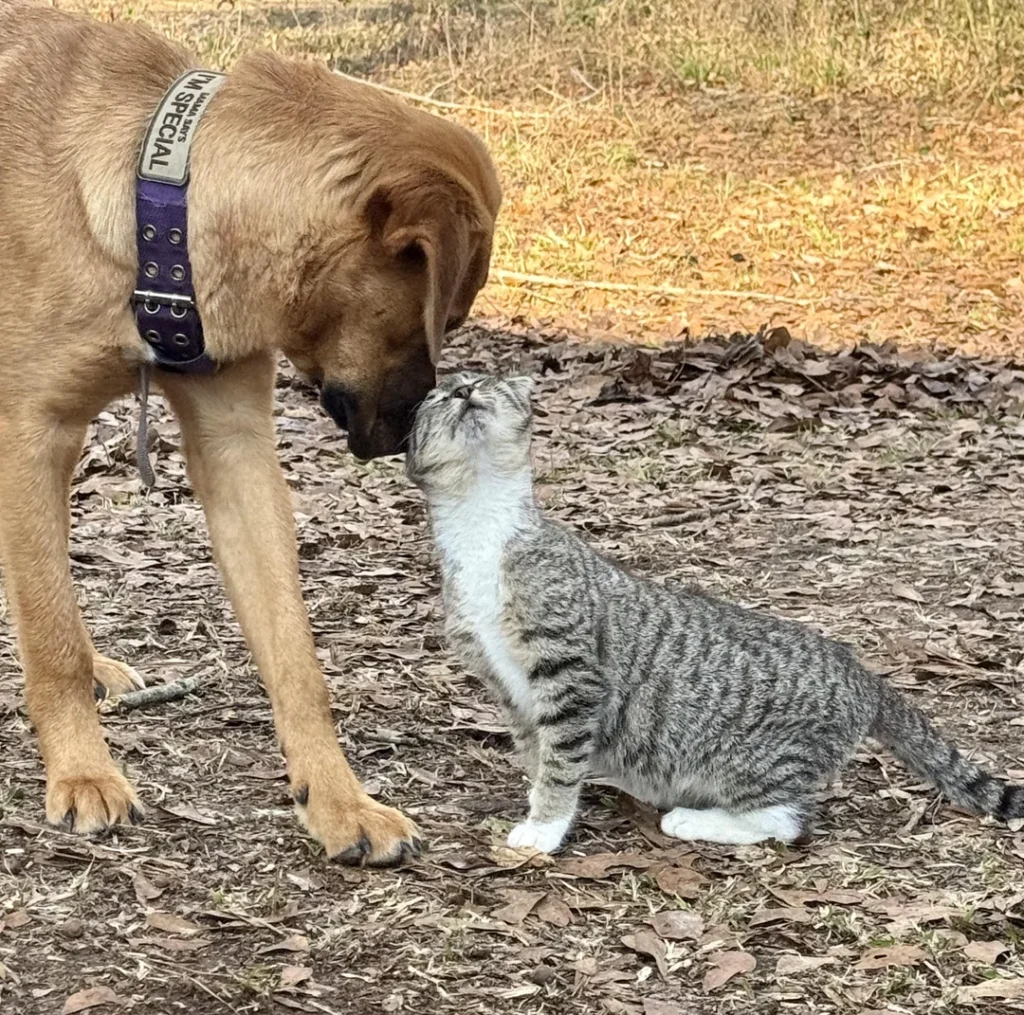 Stray Kitten Finds a Home After Rescue Dog 'Adopts' Her