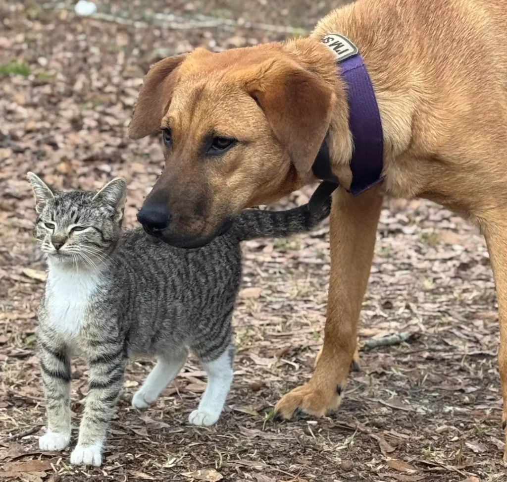 Stray Kitten Finds a Home After Rescue Dog 'Adopts' Her