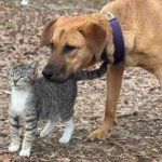 Stray Kitten Finds a Home After Rescue Dog 'Adopts' Her