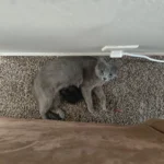 Rescue Cat Smokey's Swollen Belly Ignites Health Panic, Unveils Kitten Miracle