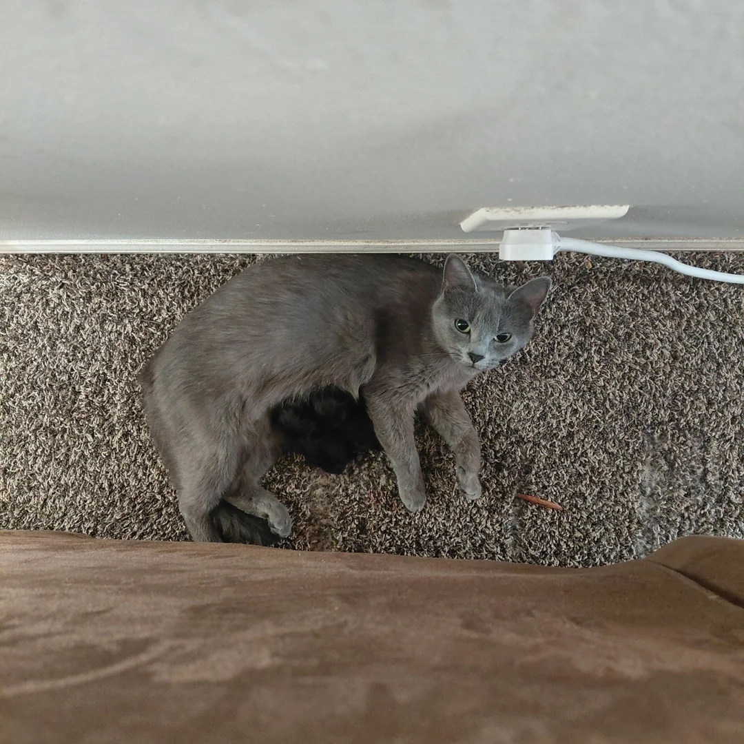 Rescue Cat Smokey's Swollen Belly Ignites Health Panic, Unveils Kitten Miracle