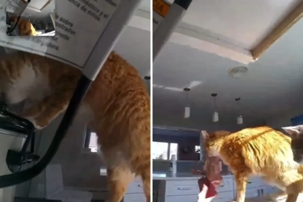 Orange Cat's Crock-Pot Mastery: Viral Video Shows Brisket Theft in Action