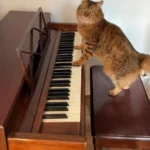 This Cat's Nighttime 'Piano Concerts' Have the Internet Stunned