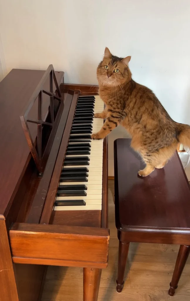 This Cat's Nighttime 'Piano Concerts' Have the Internet Stunned