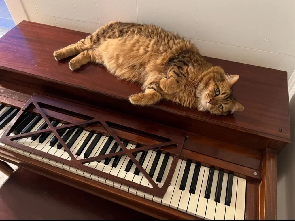 This Cat's Nighttime 'Piano Concerts' Have the Internet Stunned