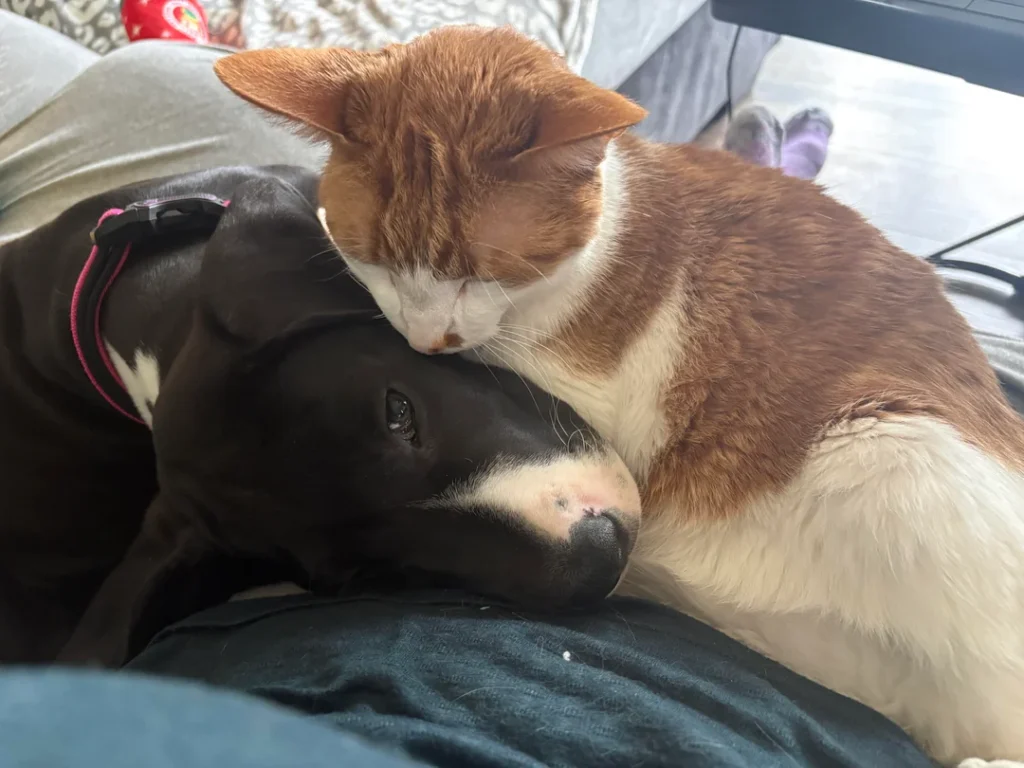Cat Heartbroken After Losing Great Dane Best Friend—Owner’s Next Adoption Changes Everything