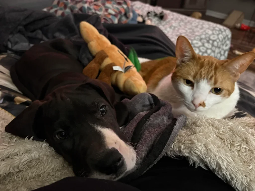 Cat Heartbroken After Losing Great Dane Best Friend—Owner’s Next Adoption Changes Everything