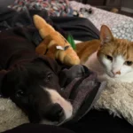 Cat Heartbroken After Losing Great Dane Best Friend—Owner’s Next Adoption Changes Everything