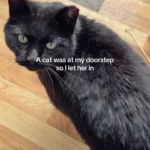 Woman Opens Her Door to Stray Cat Seeking Refuge From Brutal Winter Weather