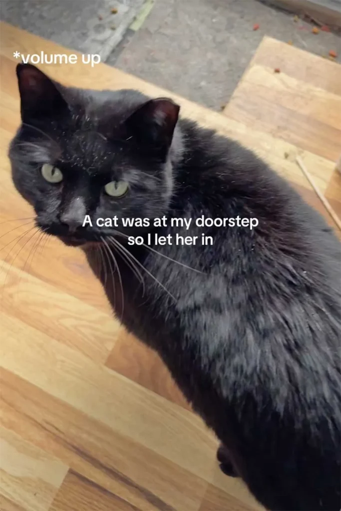 Woman Opens Her Door to Stray Cat Seeking Refuge From Brutal Winter Weather