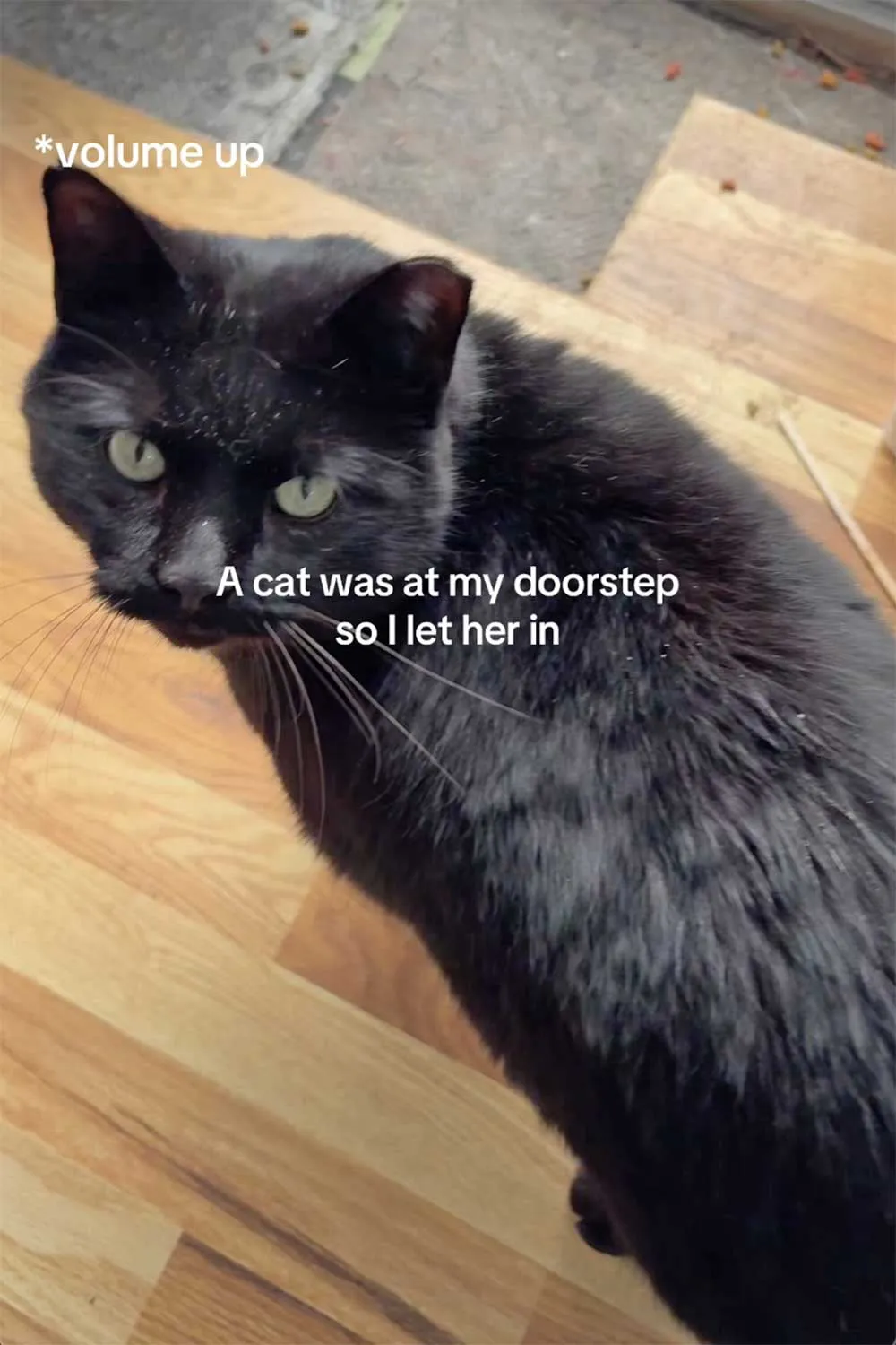 Woman Opens Her Door to Stray Cat Seeking Refuge From Brutal Winter Weather