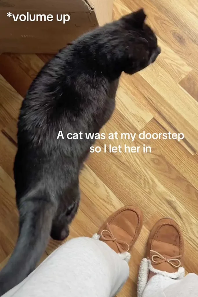 Woman Opens Her Door to Stray Cat Seeking Refuge From Brutal Winter Weather