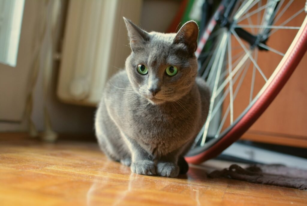 The Russian Blue: Still Waters, Impossibly Deep 