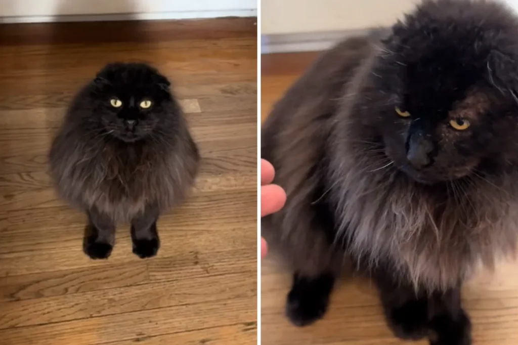 One Year Later: Feral Cat's Distant Devotion Turns Him into TikTok Star