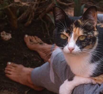 Safety and Survival: The Ancient Instinct Behind a Modern Habit 