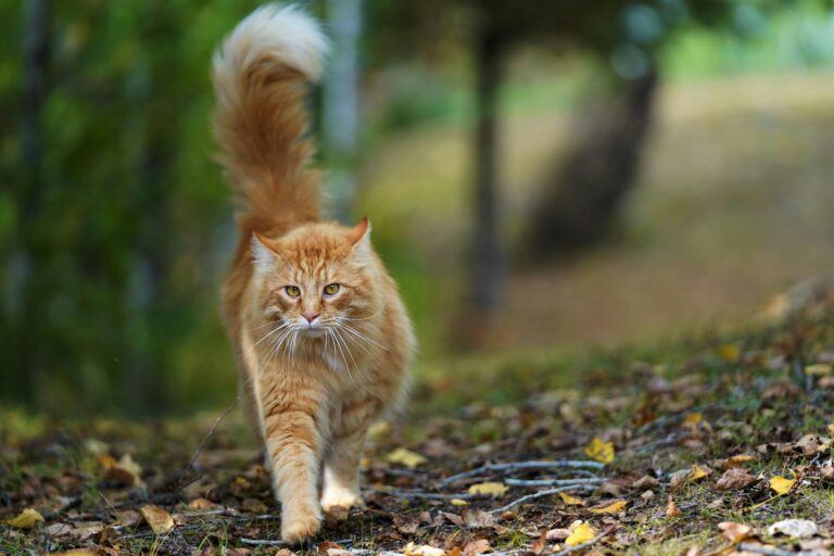 That Flick of Their Tail? It's a Private Conversation