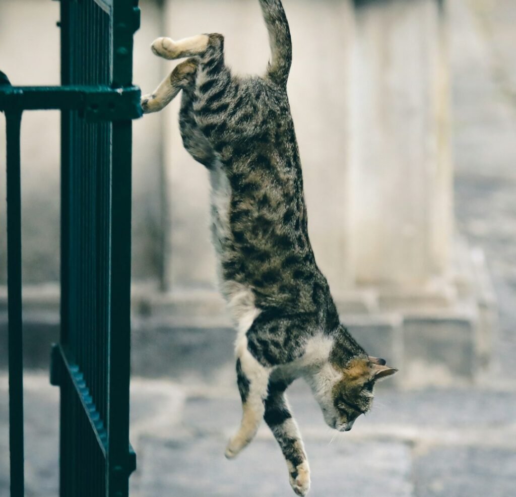 Surviving Falls That Would End Most Animals