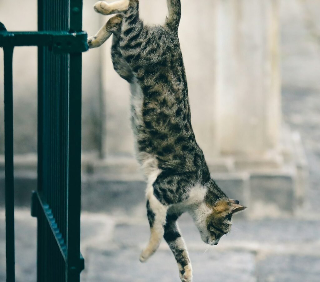 2. The Righting Reflex: Defying Physics Mid-Fall