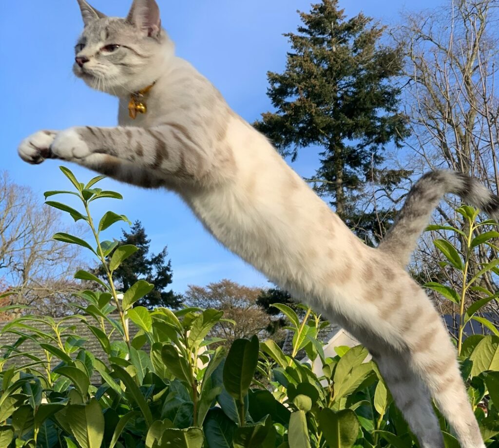 The Sequential Spin: How Cats Pull Off the Move