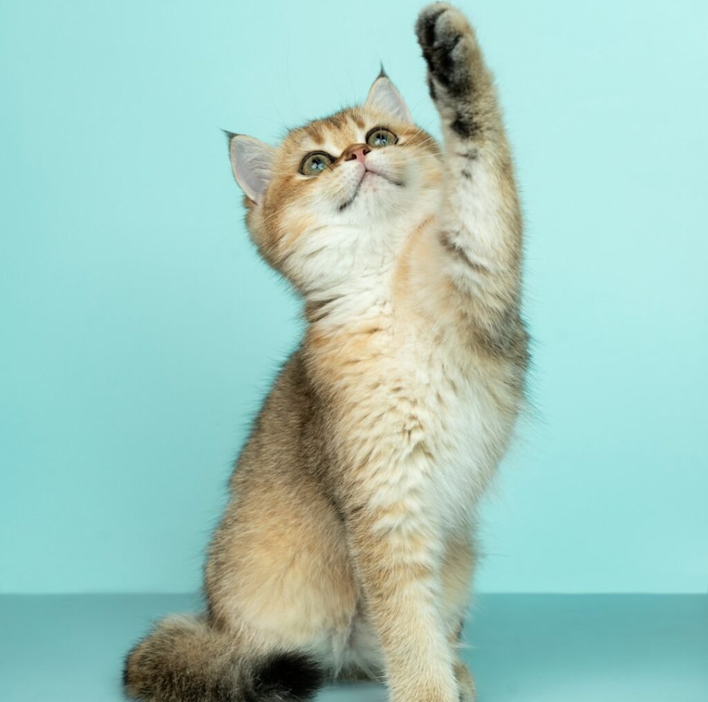 Conclusion: Your Cat Is Always Talking - Are You Listening?