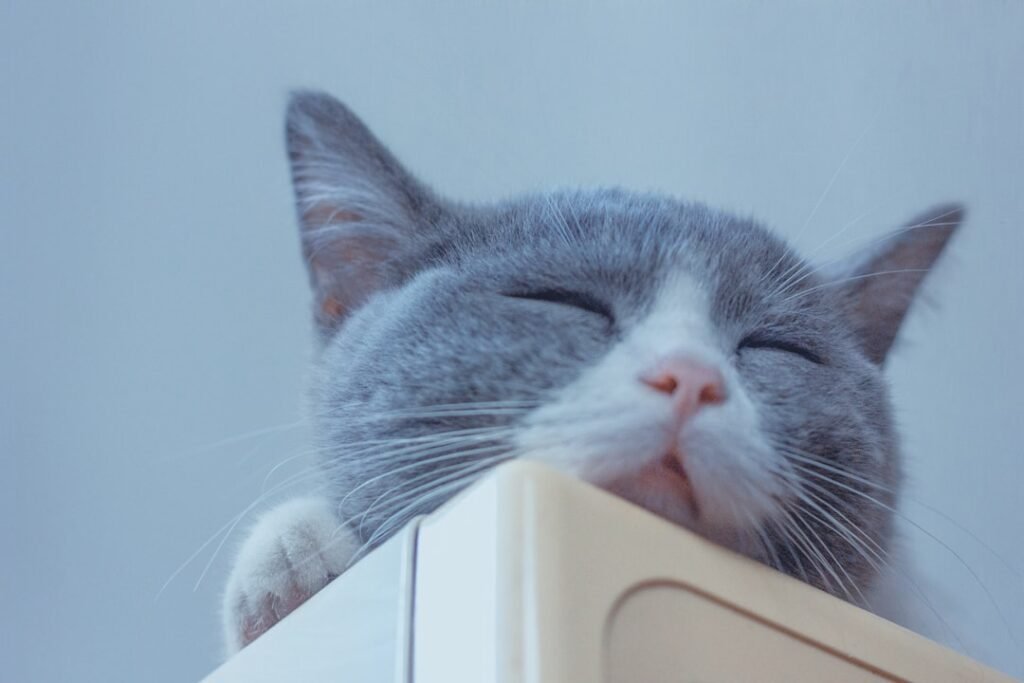 7. The Top of the Refrigerator