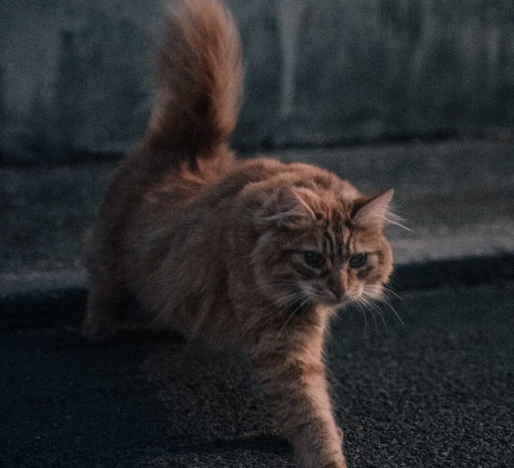 4. It Tells You Your Cat Has Plenty of Energy to Burn 