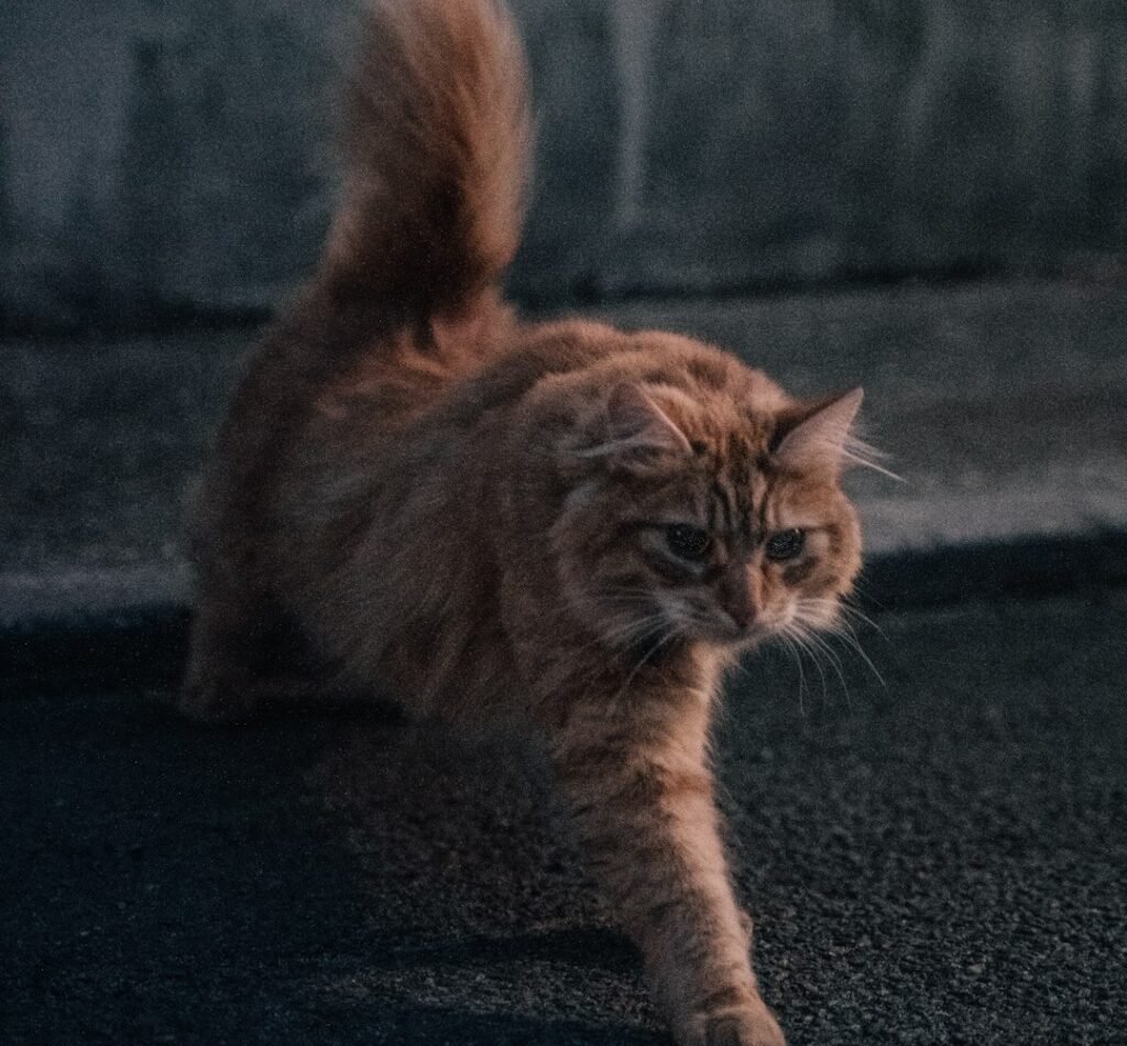 Your Cat Is Not Misbehaving - You're Watching Pure Instinct in Action 