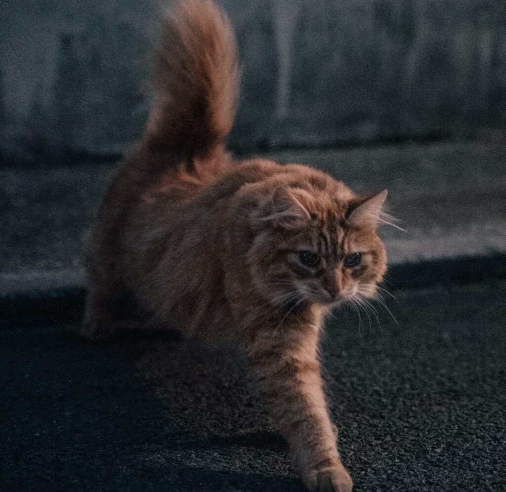 The Post-Litter Box Zoomies: Yes, That's a Real Thing