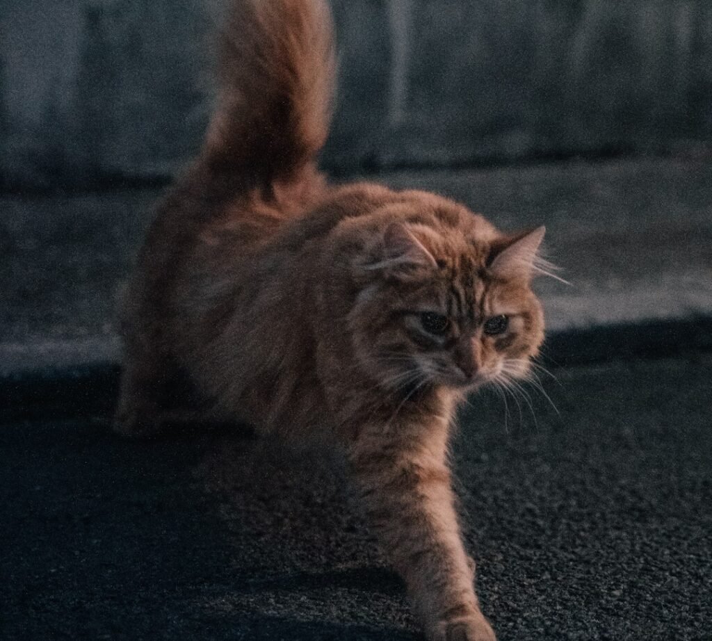 When Zoomies Might Be Telling You Something Medical