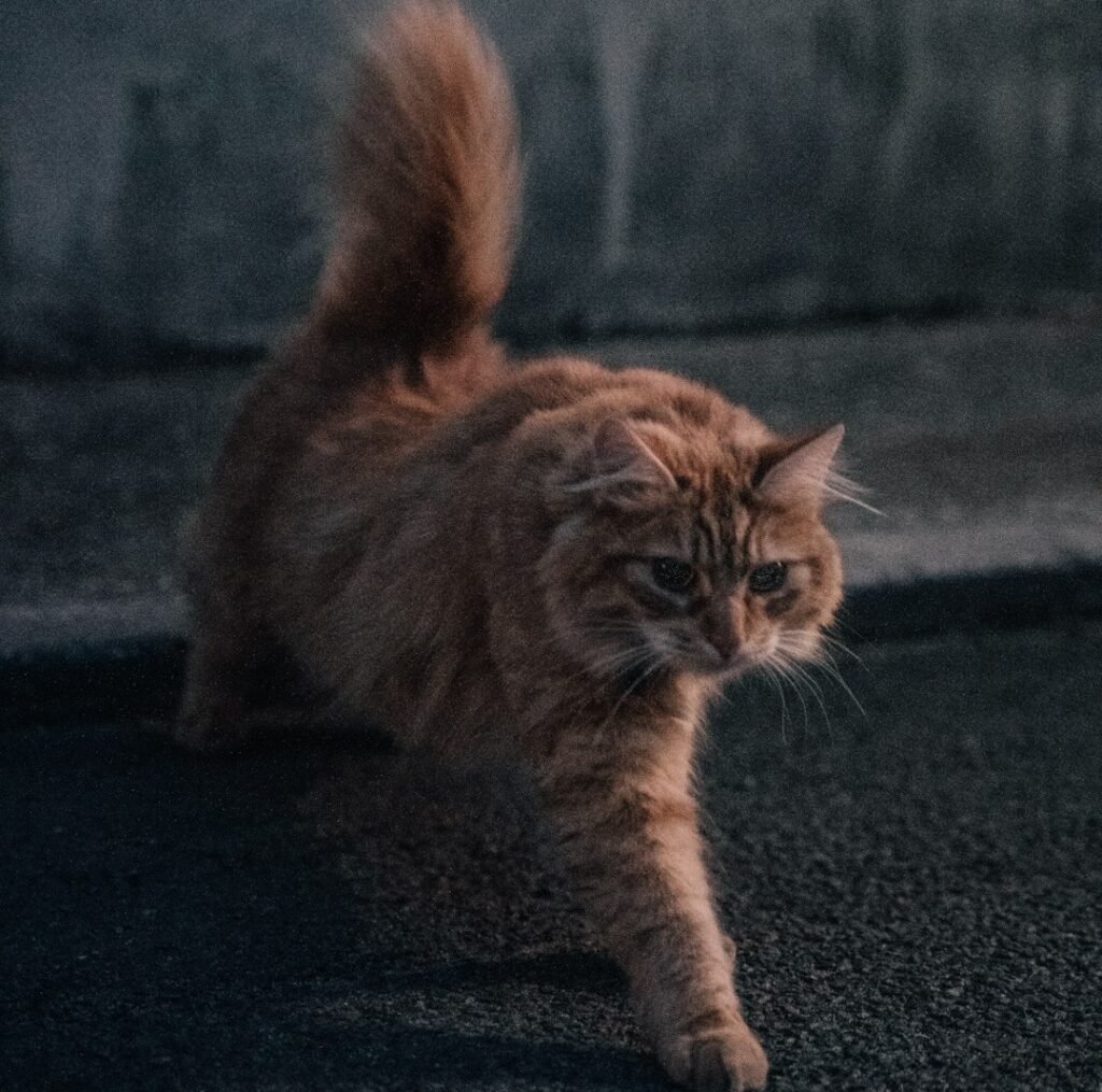 Conclusion: The Hidden Joy Inside the Chaos