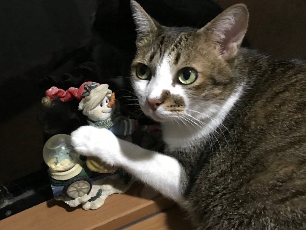 Knocking Things Off Surfaces: Your Cat Is a Genius Troublemaker