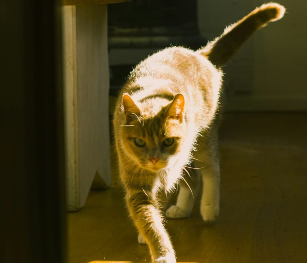 Conclusion: Embrace the Chaos, It's a Love Language