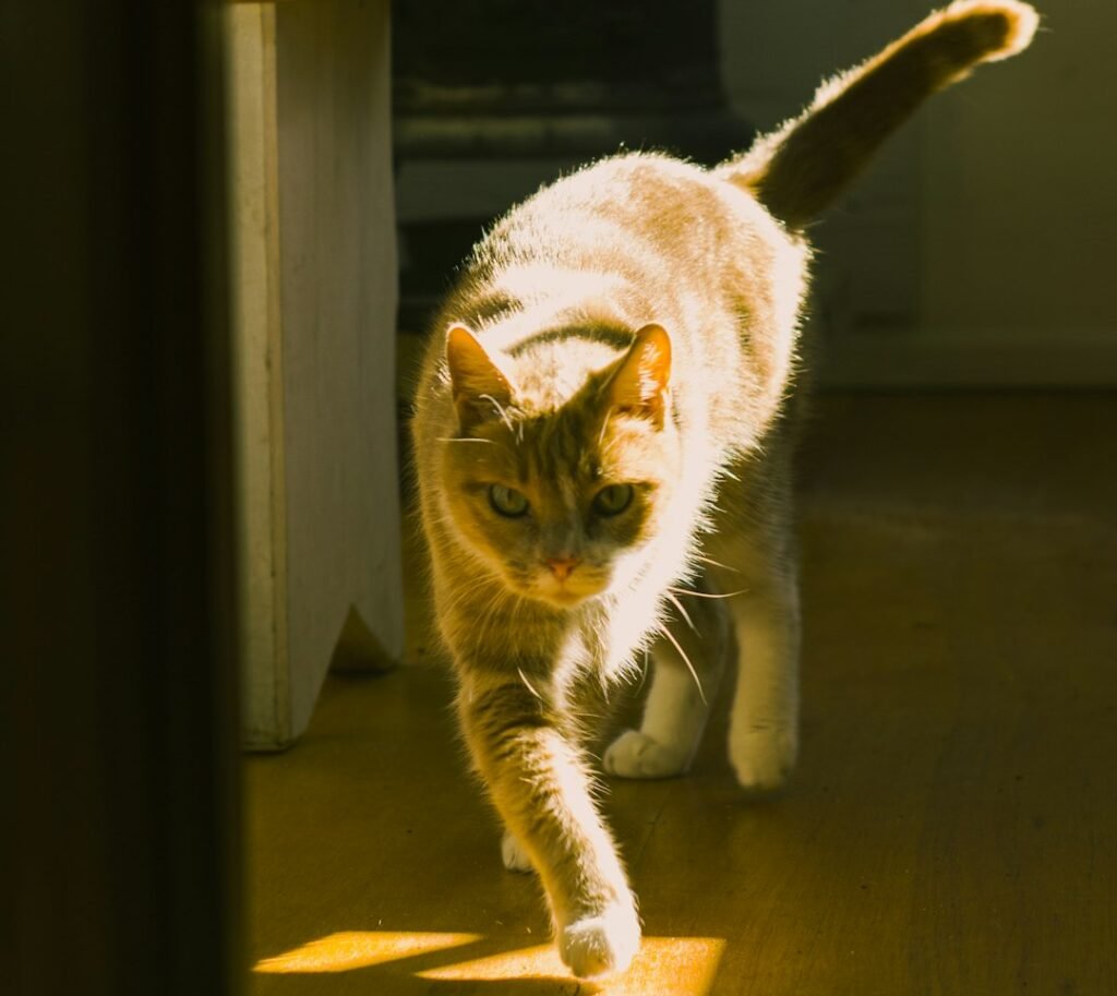 Your Cat's Inner Hunter Is Alive and Kicking