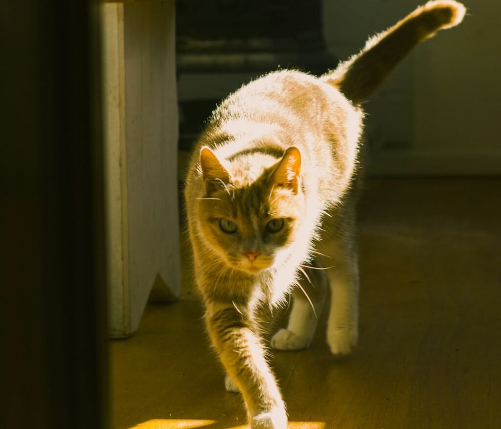 Midnight Zoomies Are a Crepuscular Survival Mechanism