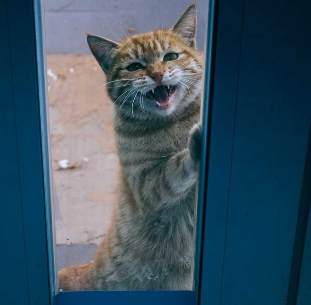 7. The Door-Scratch Protest