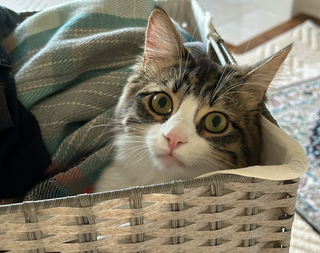 3. Laundry Baskets: A Scent-Soaked Safe Haven 