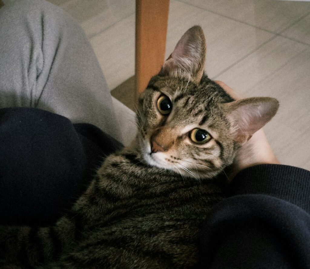 Your Cat Is Reading You Like a Book