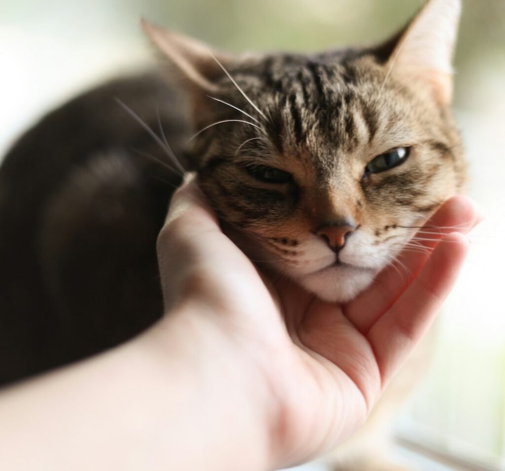Why Cats Developed This Behavior Specifically Toward Humans 